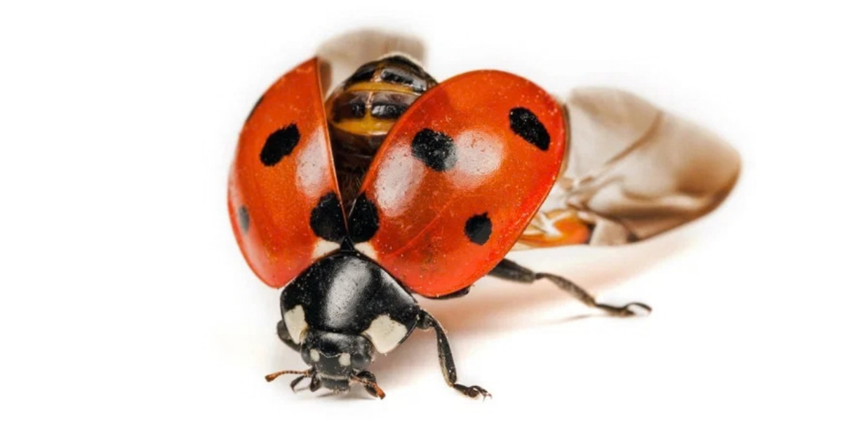 Buglife (1)